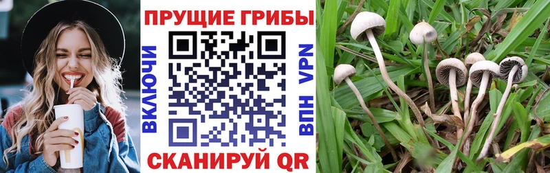 дарнет шоп Талица Псилоцибиновые грибы Magic Shrooms
